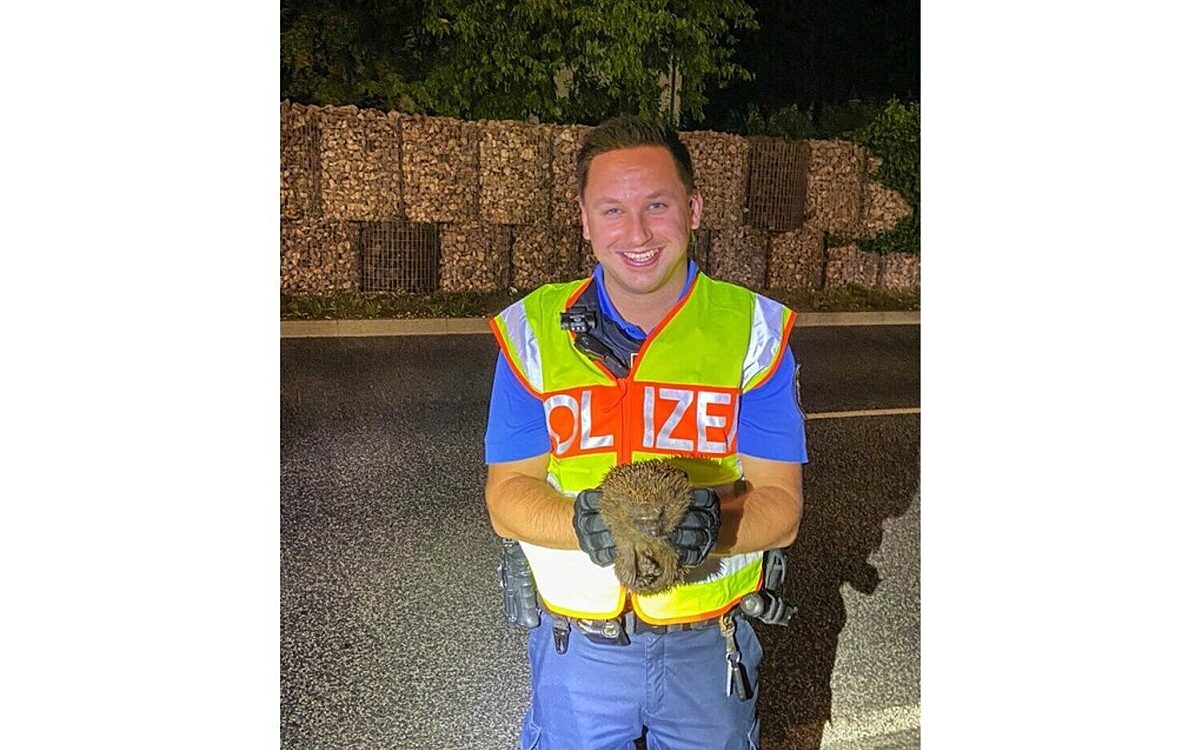 220823 Langenselbold Igel auf Abwegen Polizei Suedosthessen 220823 Langenselbold Igel auf Abwegen Polizei Suedosthessen
