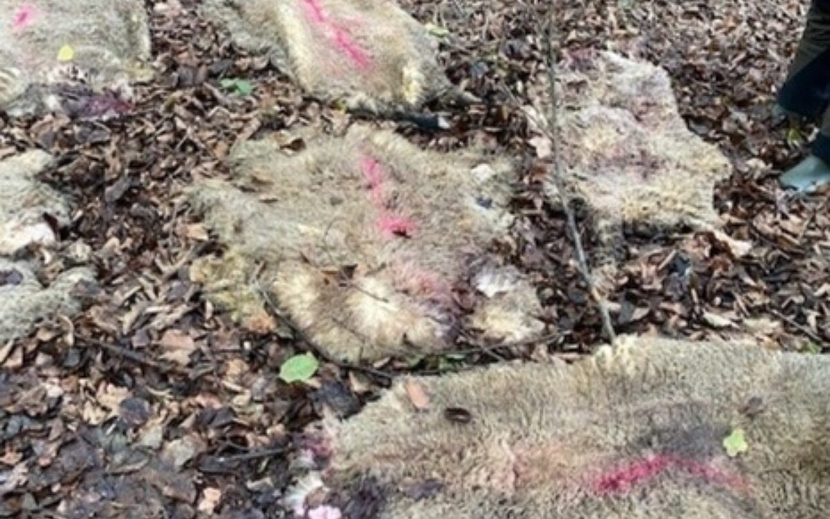 221005 Schafsfelle cl 221005 Schafsfelle cl