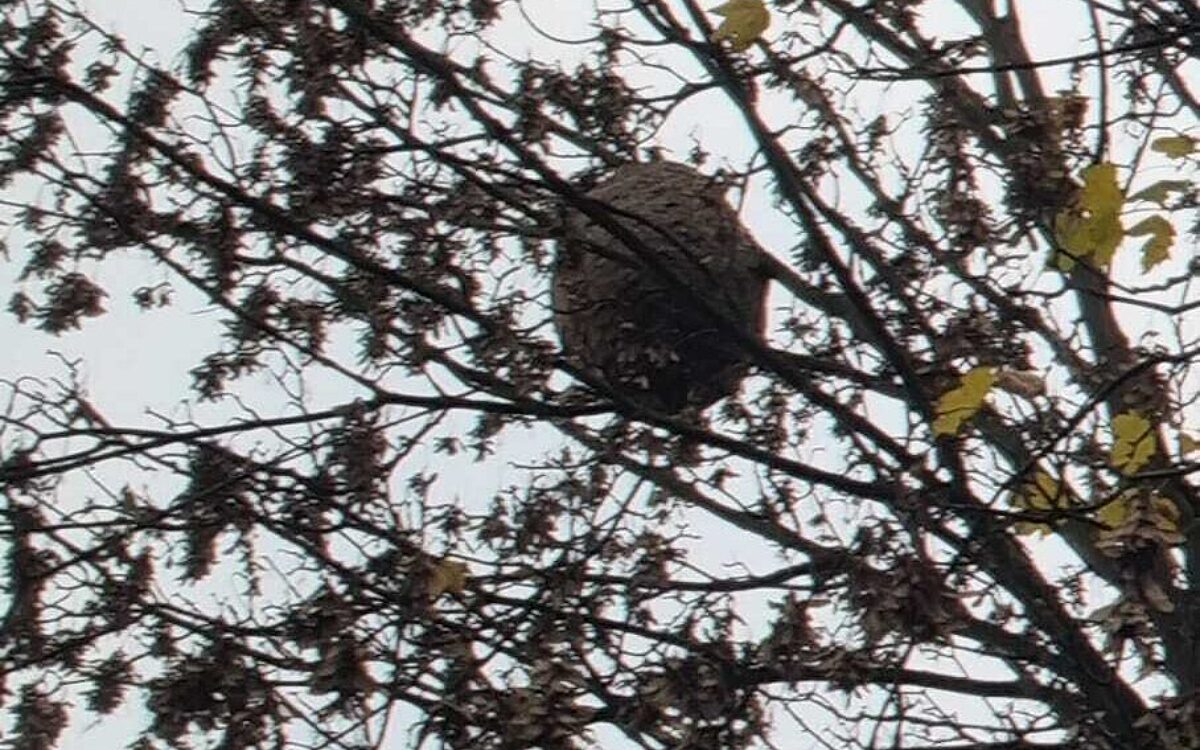 221123 Nidderau Hornisse KH 1 221123 Nidderau Hornisse KH 1