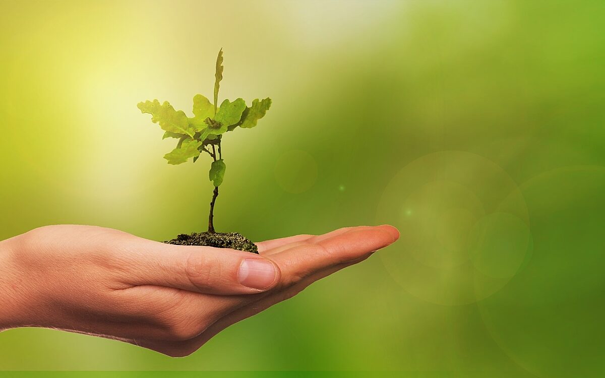 230222 Symbolbild Baum Sproessling 230222 Symbolbild Baum Sproessling