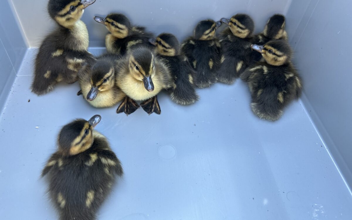 240426 langenselbold entenkueken