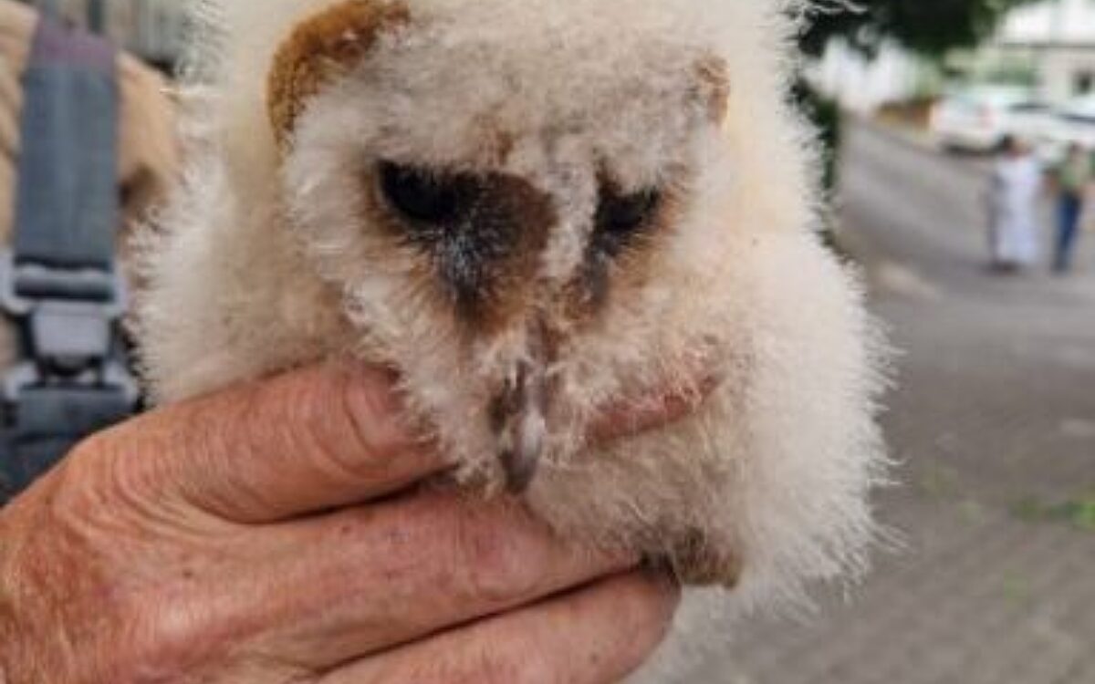 240624 Schleiereule Nidderau 3 240624 Schleiereule Nidderau 3