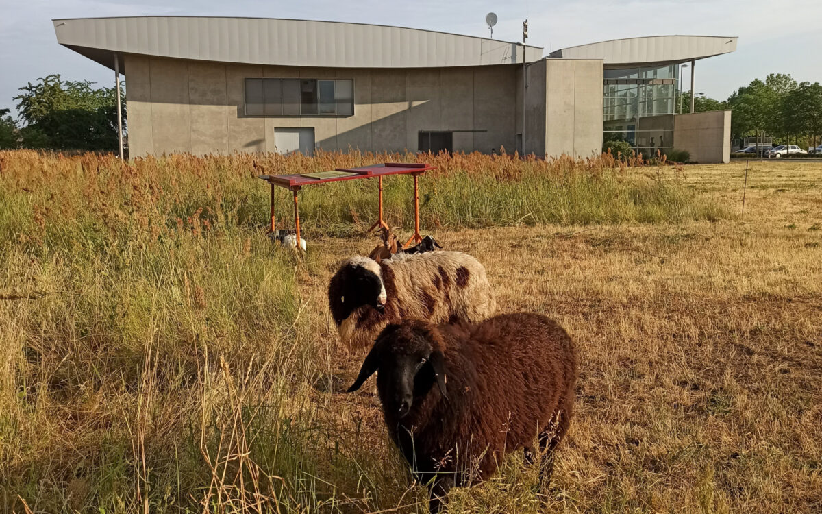 260623 Karlstein Schafe Ziegen Biodiversitaet 260623 Karlstein Schafe Ziegen Biodiversitaet
