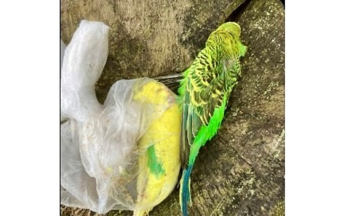 271223 Grossostheim Wellensittiche erstickt Foto Tierheim AB 271223 Grossostheim Wellensittiche erstickt Foto Tierheim AB