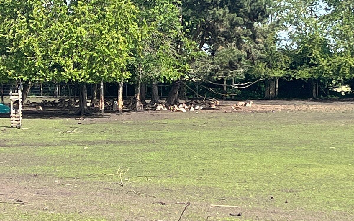 280424 Zellhausen Wildtiere 4 280424 Zellhausen Wildtiere 4