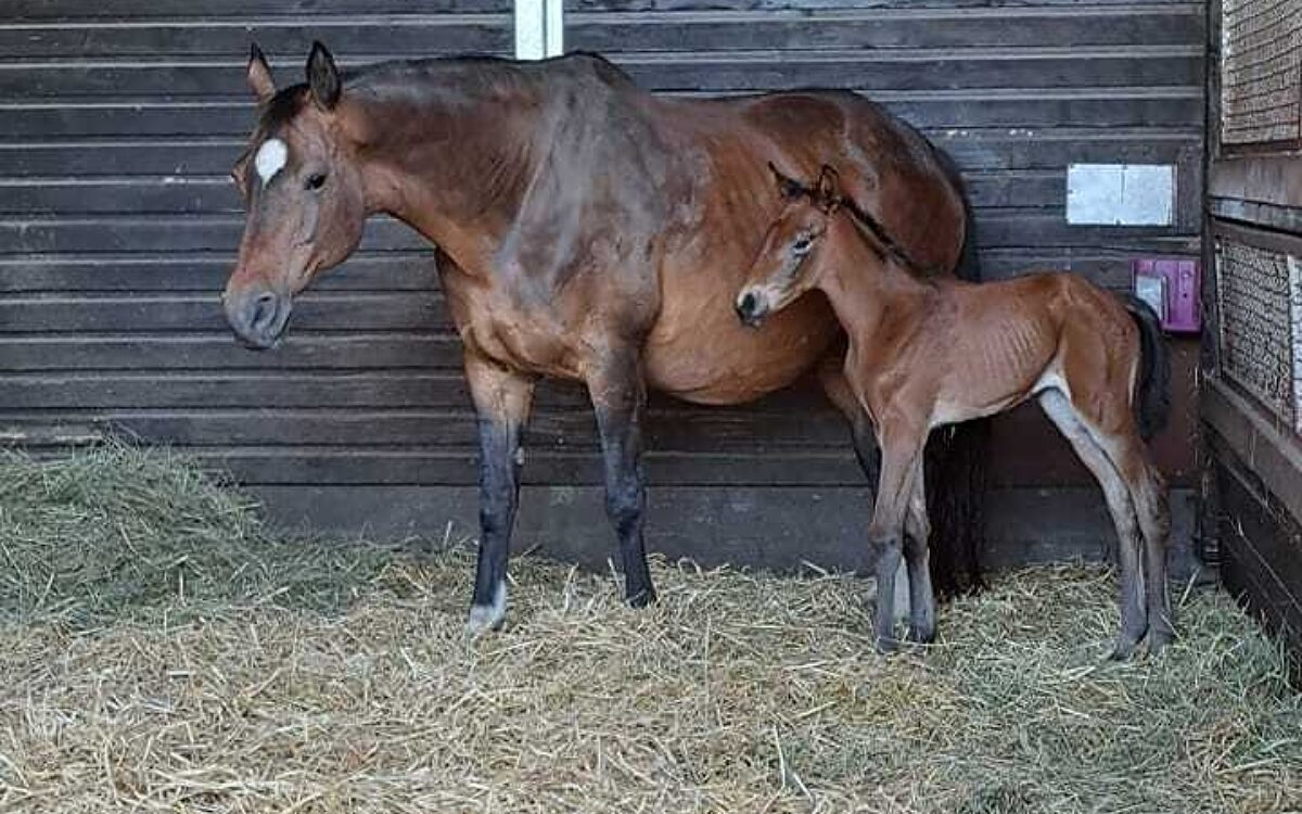 290523 Hoerstein Stute gerettet Fohlen 290523 Hoerstein Stute gerettet Fohlen