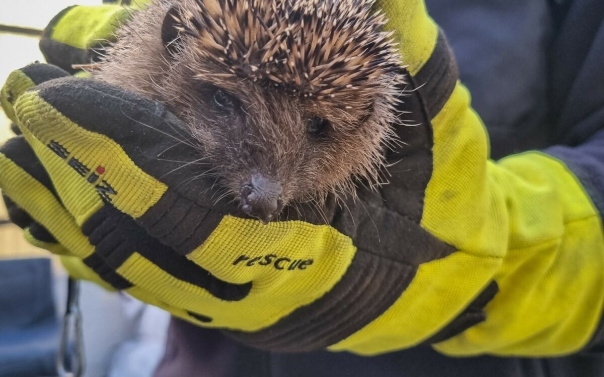 291021 Langenselbold Tierrettung 291021 Langenselbold Tierrettung