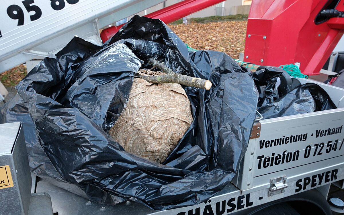 291024 Seligenstadt Nest Asiatische Hornisse 3 291024 Seligenstadt Nest Asiatische Hornisse 3