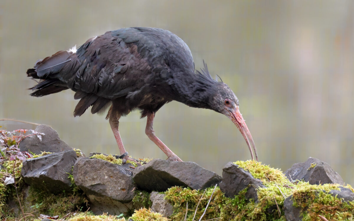 300426 HU Fasanerie Waldrapp 2 300426 HU Fasanerie Waldrapp 2