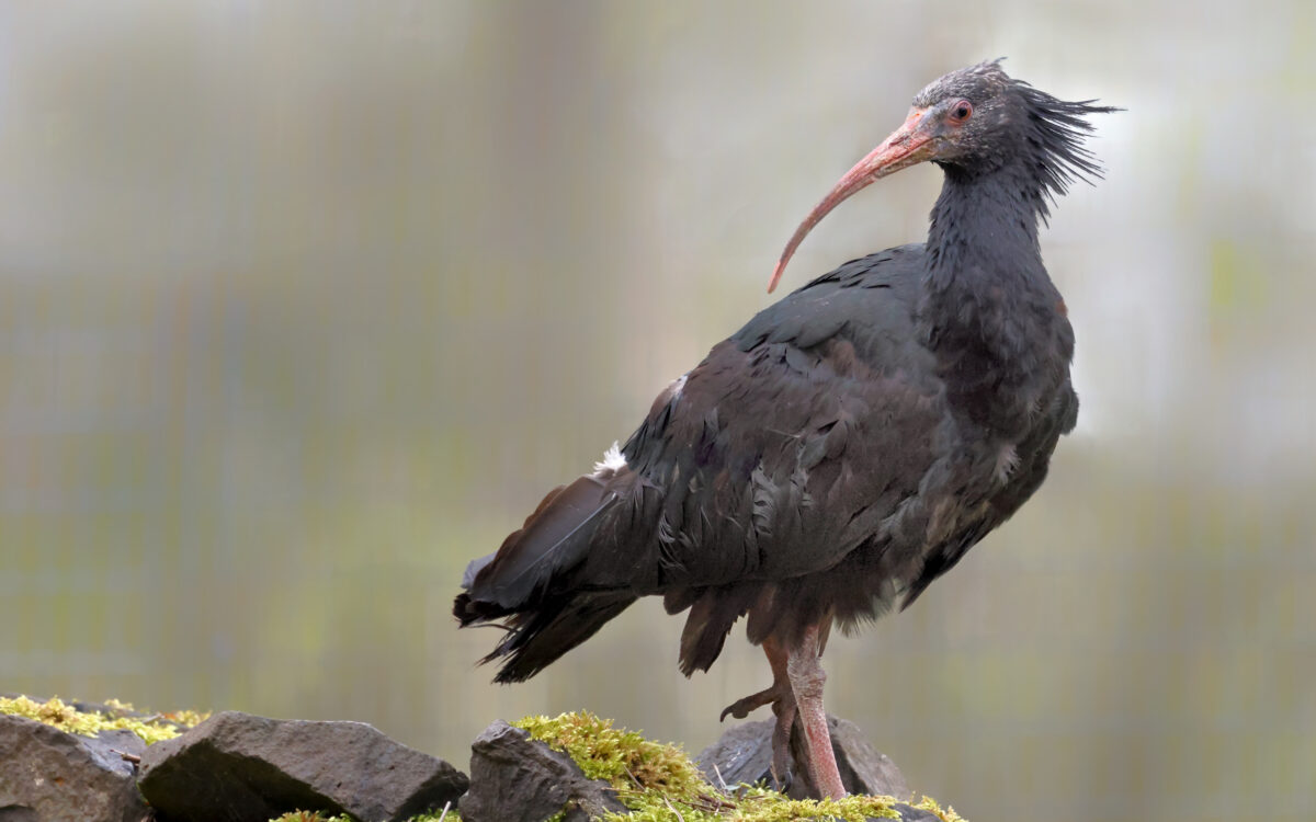 300426 HU Fasanerie Waldrapp