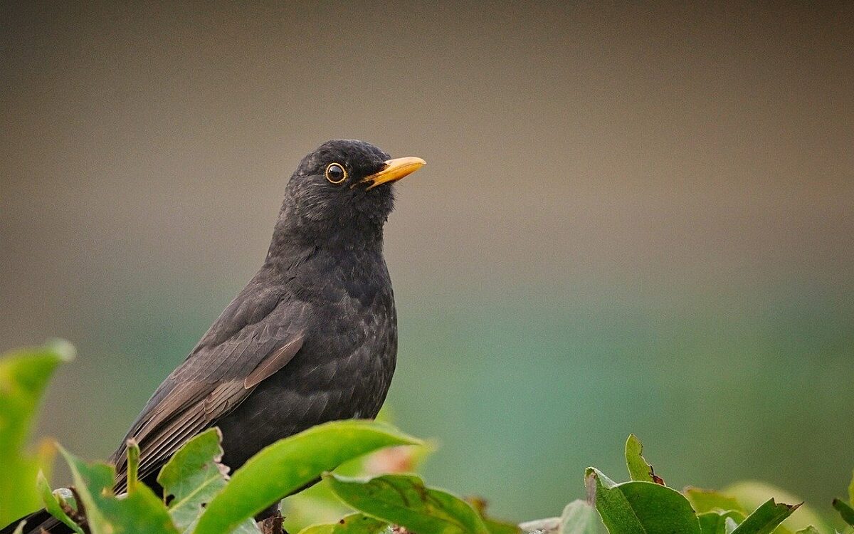 Amsel Amsel