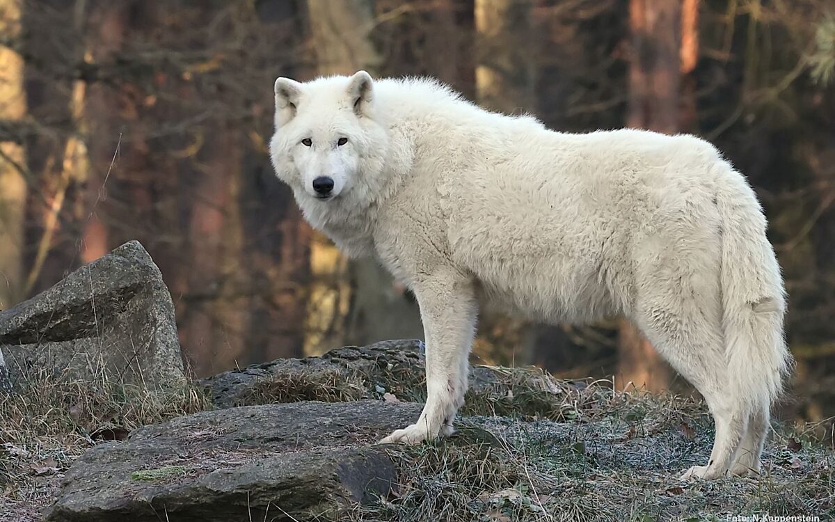 Aslan filtered K Aslan filtered K