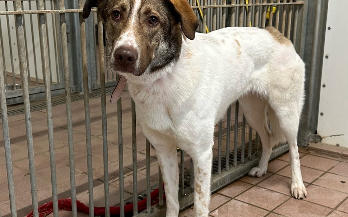 Ausgesetzter Hundi Kleinostheim Ausgesetzter Hundi Kleinostheim