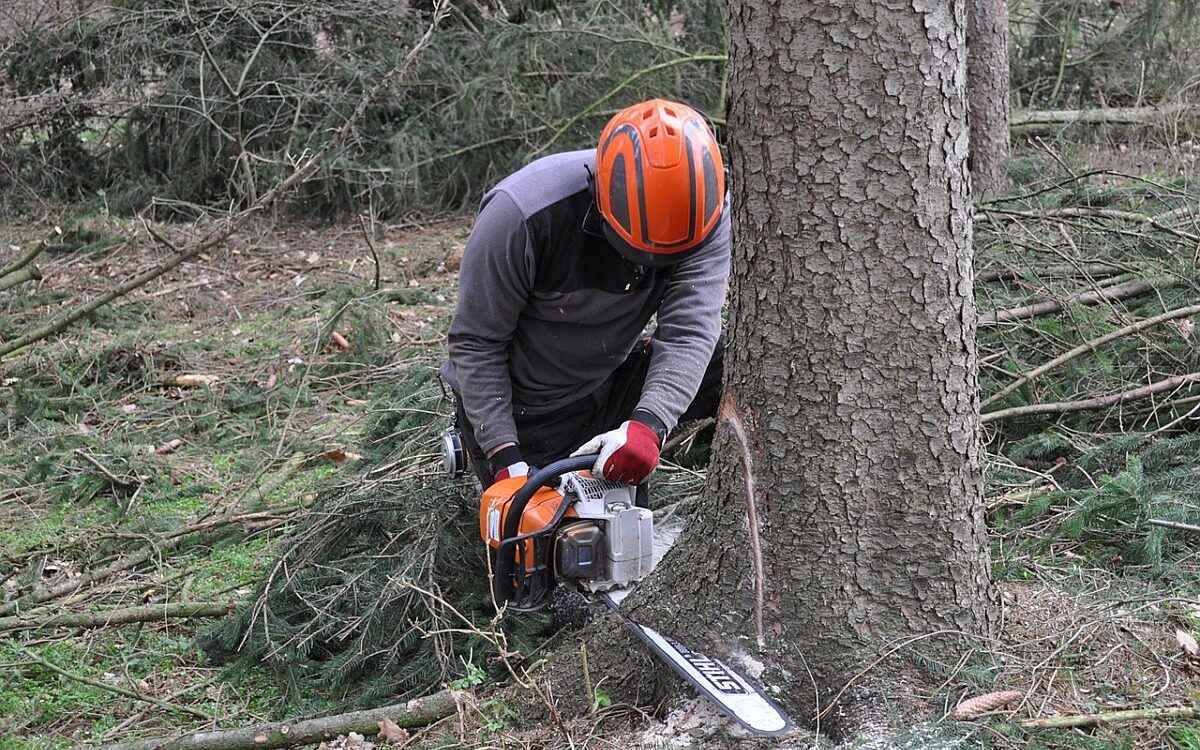 Baumfaellung symbolbild Baumfaellung symbolbild