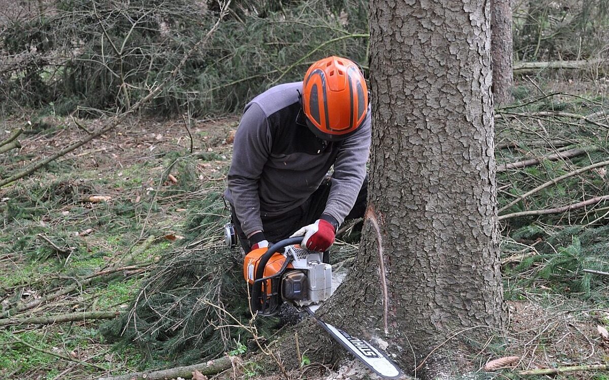 Baumfaellung symbolbild Baumfaellung symbolbild
