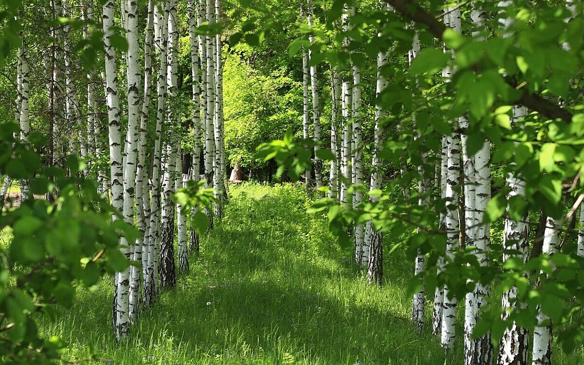 Birke Symbolbild Birke Symbolbild