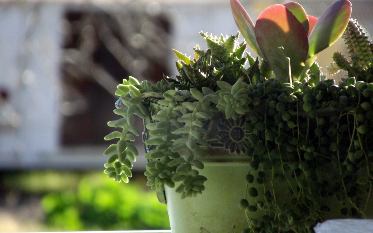 Bluemntopf Symbolbild