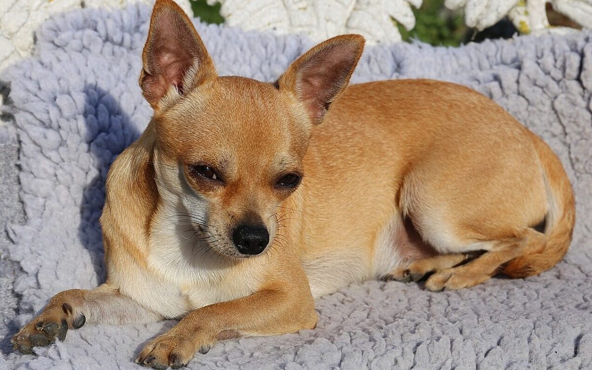 Chihuahua Symbolbild Chihuahua Symbolbild