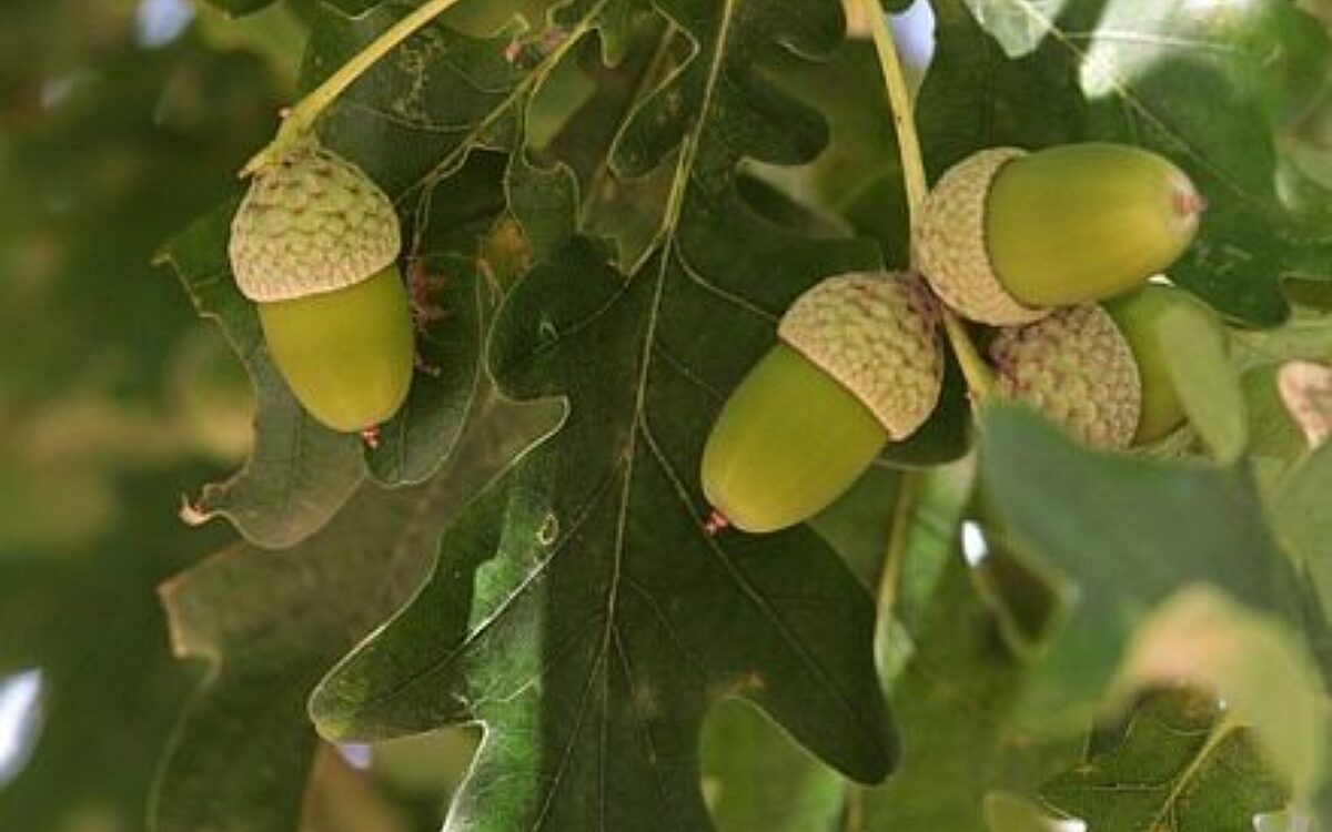 Eichen Symbolbild Eichen Symbolbild