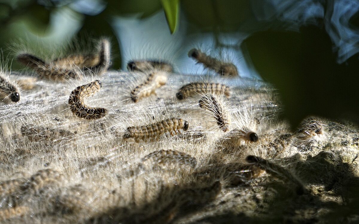 Eichenprozessionsspinner Symbolbild Eichenprozessionsspinner Symbolbild