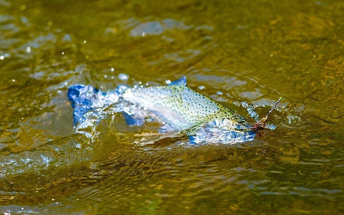 Fisch Flussd Fisch Flussd