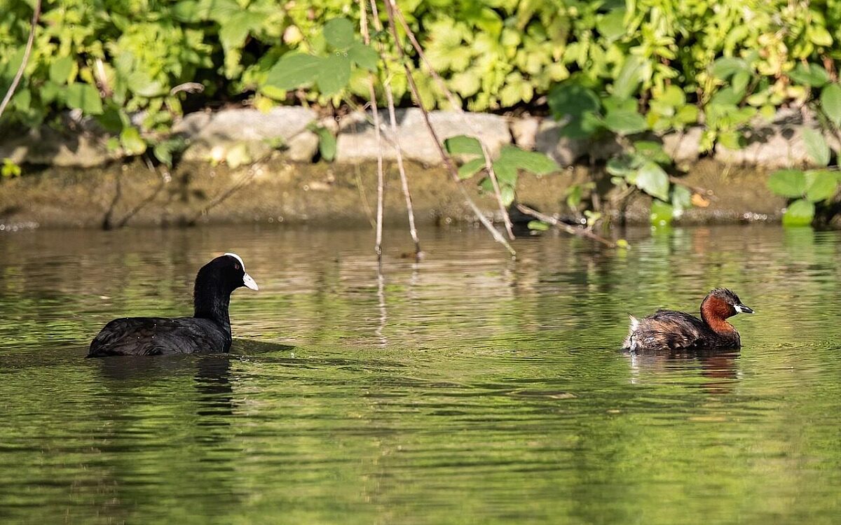 Fluss Ente Symbolbild Fluss Ente Symbolbild