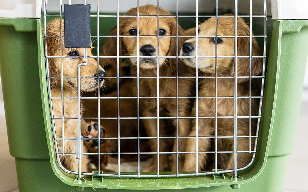 Goldenretriever Welpen Goldenretriever Welpen