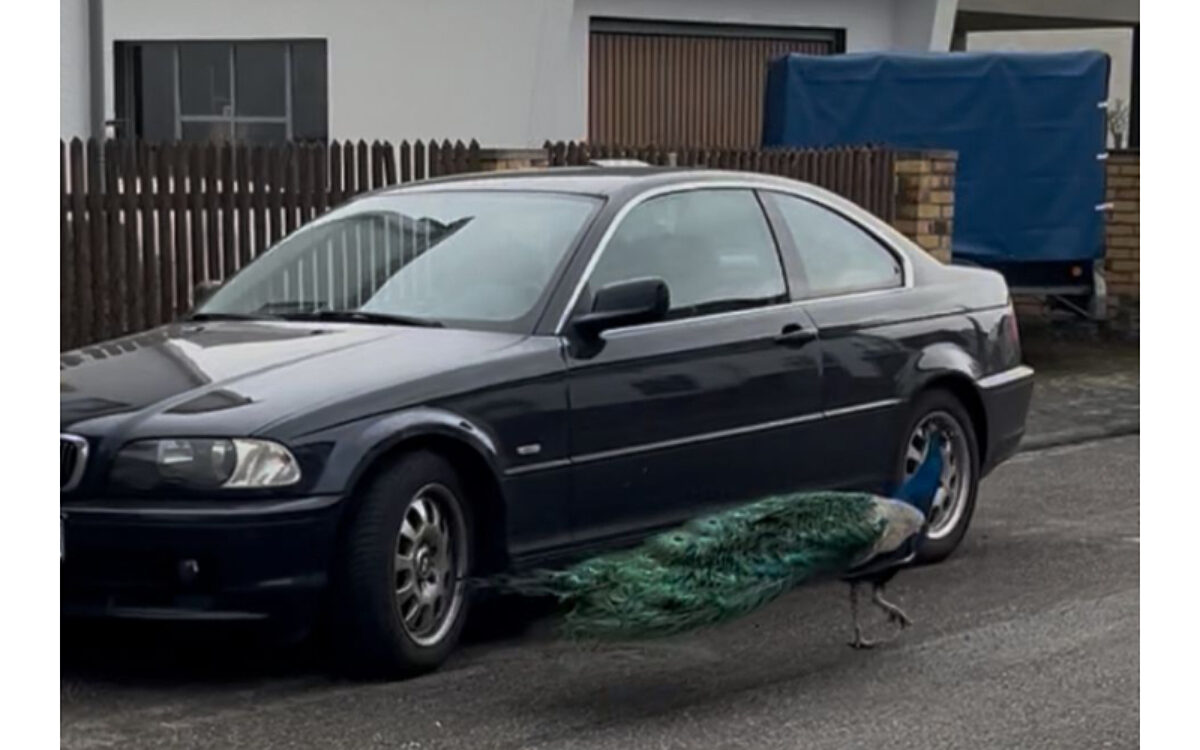 Grosskrotzenburg Pfauen Autos