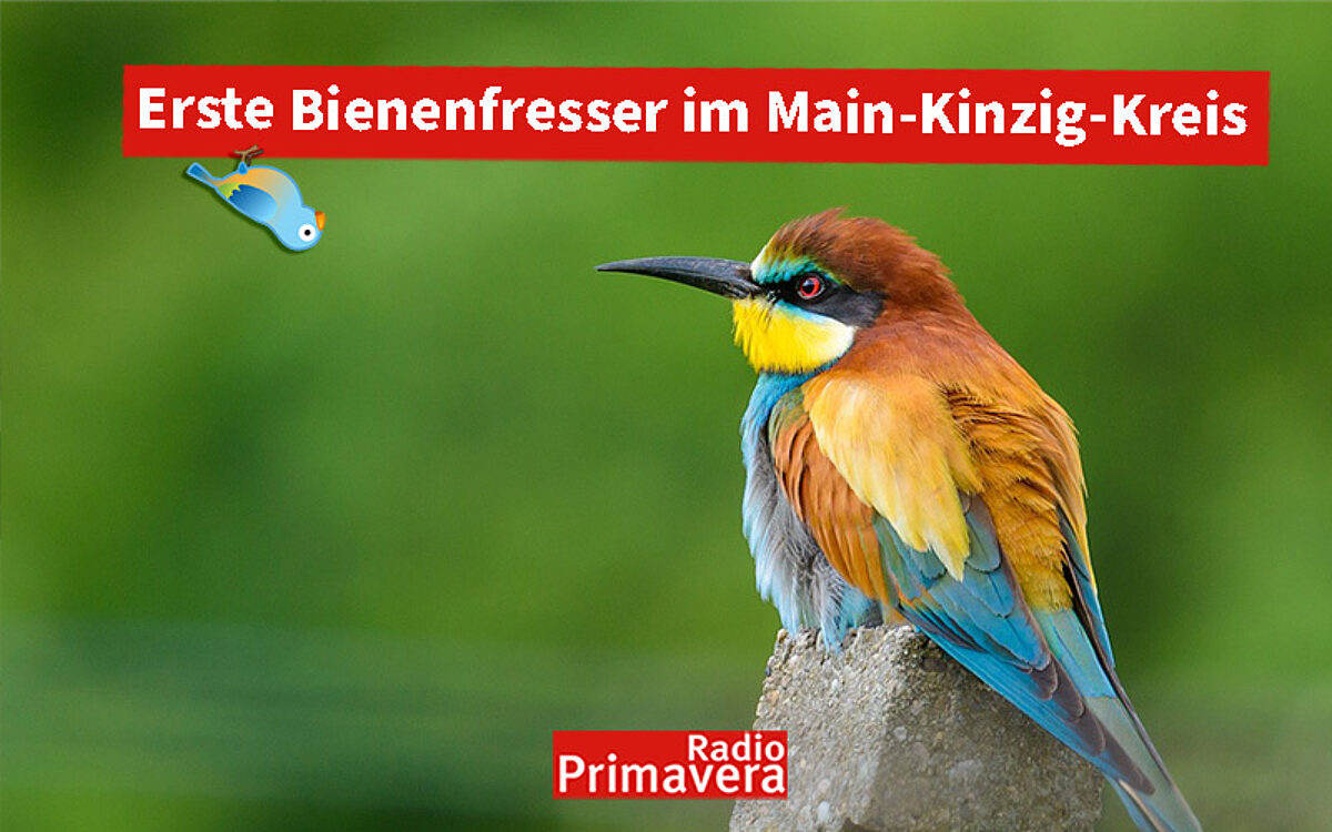 HP Vorlage HP Vorlage