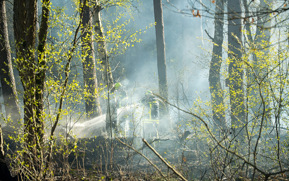 Hanau Steinheim Waldbrand Hanau Steinheim Waldbrand