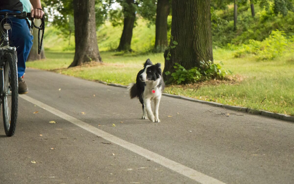 Hund fahrrad parl Hund fahrrad parl
