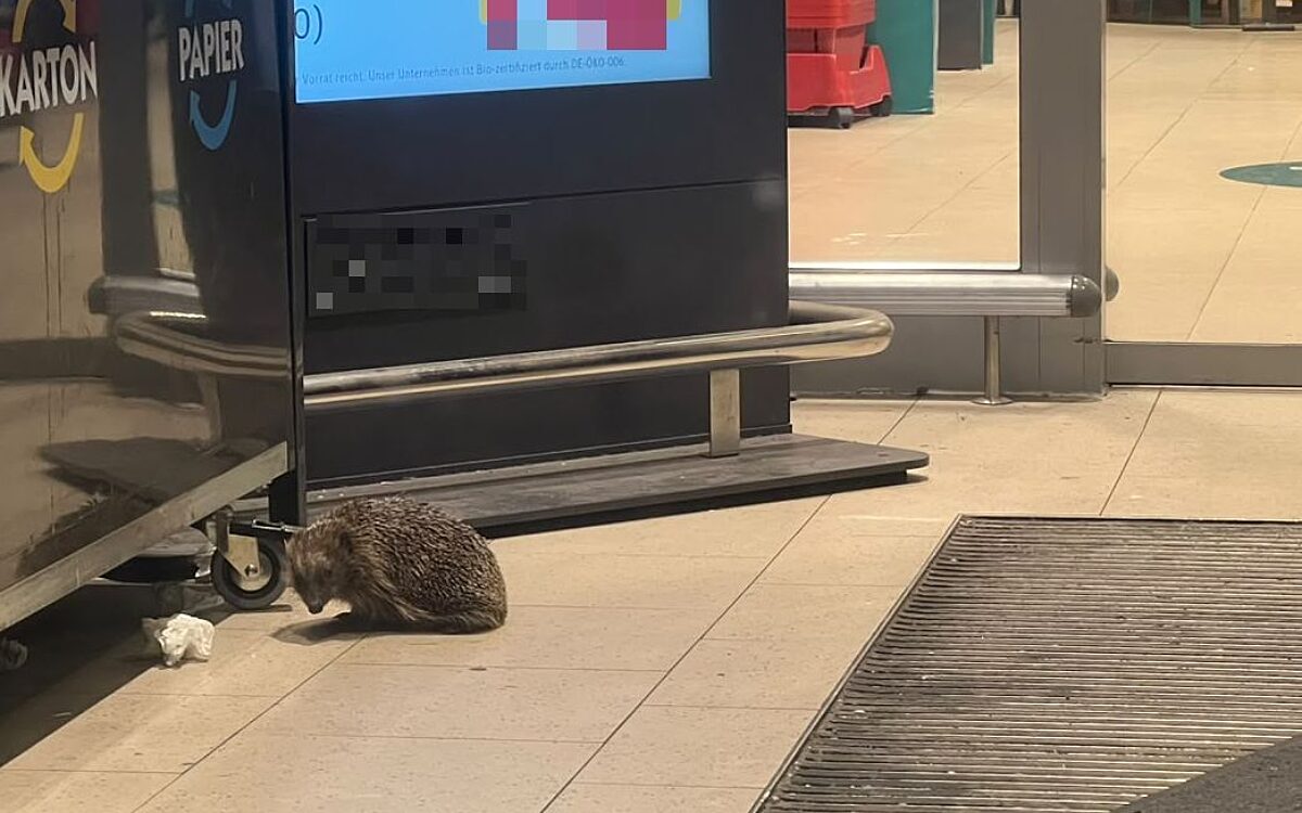 Igel2