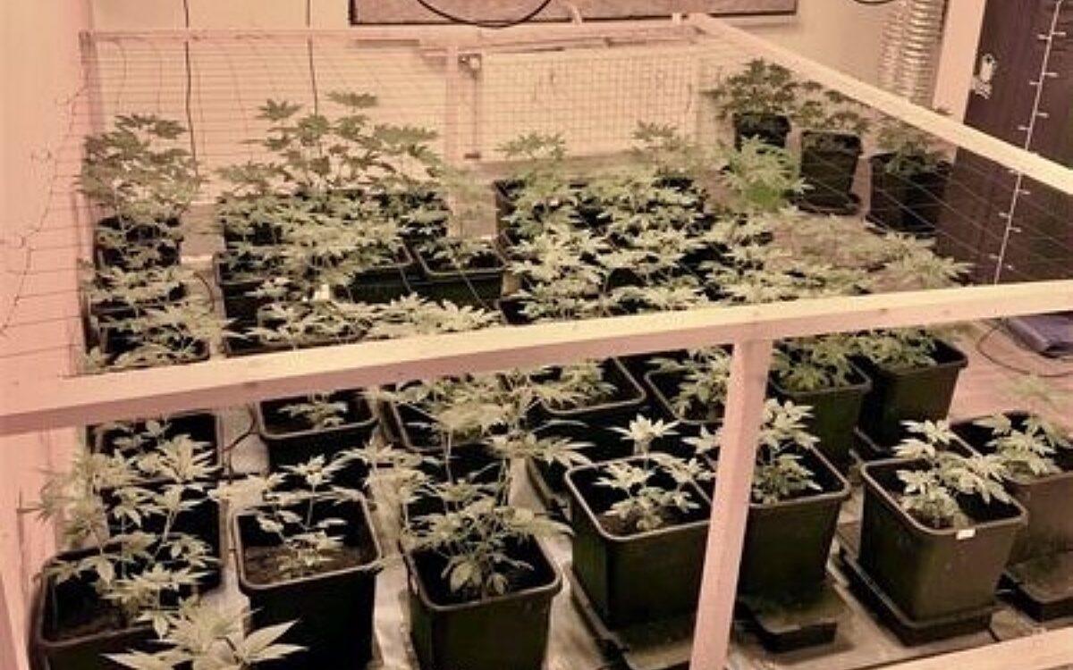 Indoor Plantage Indoor Plantage