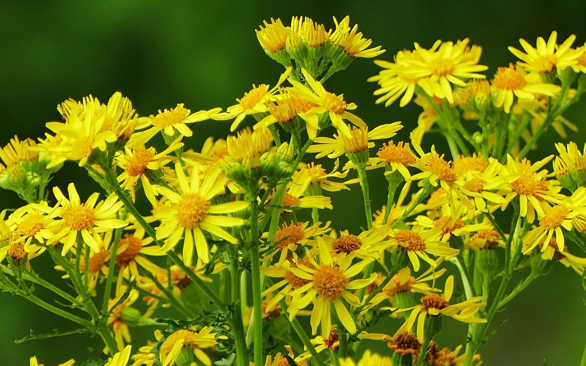 Jakobskreuzkraut Jakobskreuzkraut