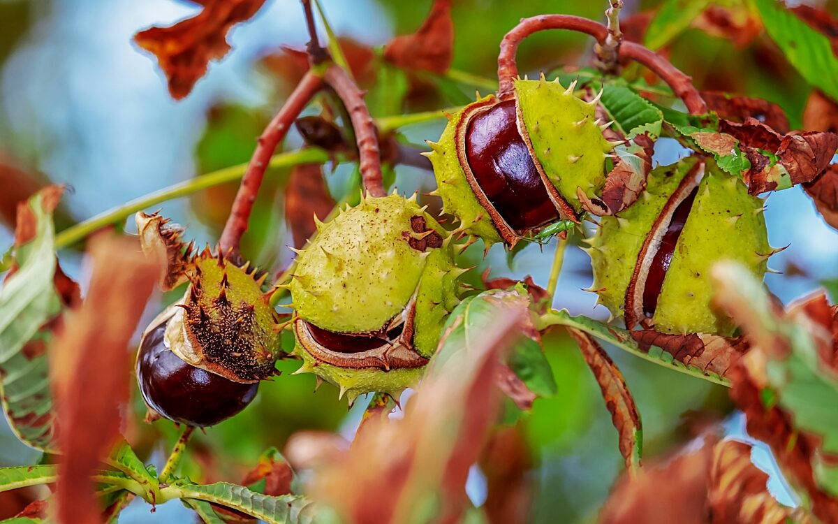 Kastanie Baum