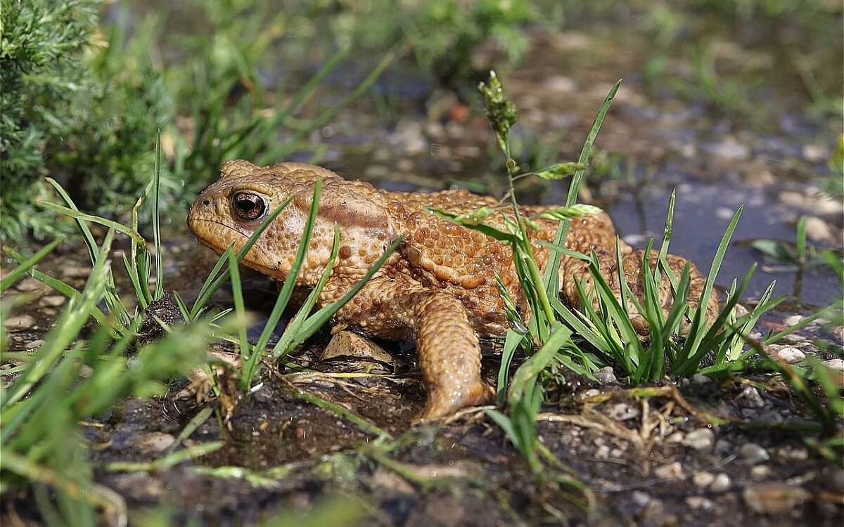 Kroete Symbolbild Kroete Symbolbild
