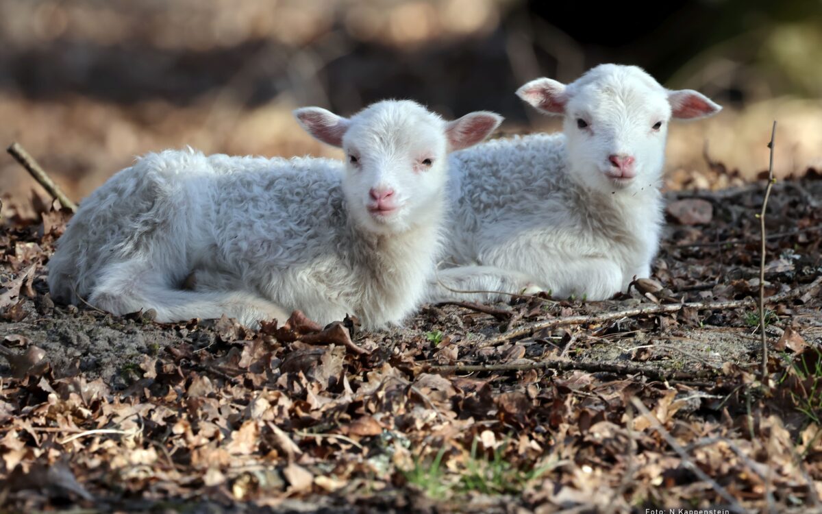 Laemmchen 2 003 Laemmchen 2 003