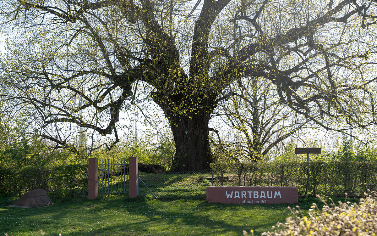 Nidderau Wartbaum Nidderau Wartbaum