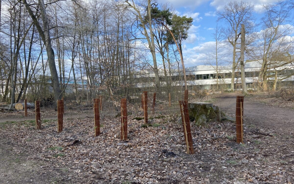 Obertshausen Baeume Obertshausen Baeume