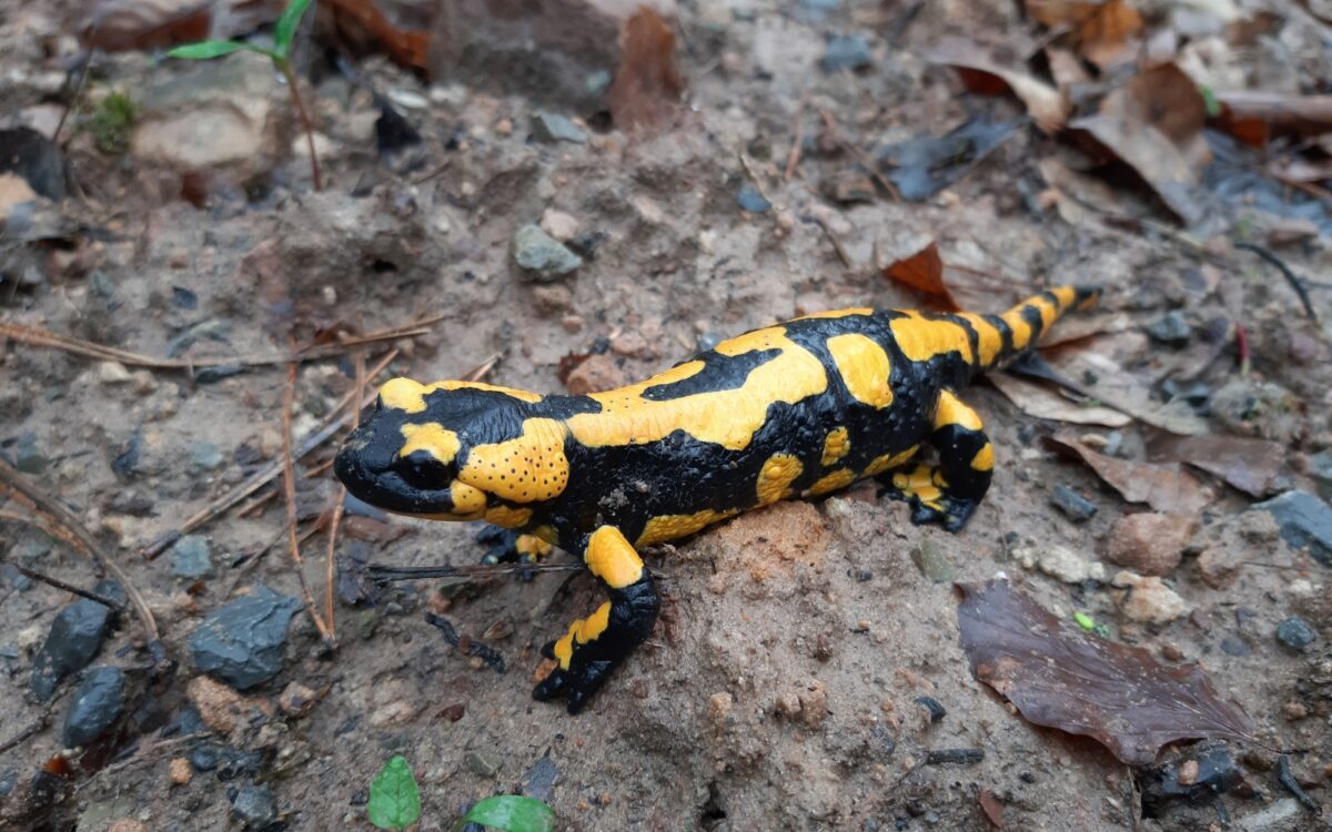 PM 017 22 Gruene Bilanz 2021 Unterfranken Anlage Foto 3 PM 017 22 Gruene Bilanz 2021 Unterfranken Anlage Foto 3