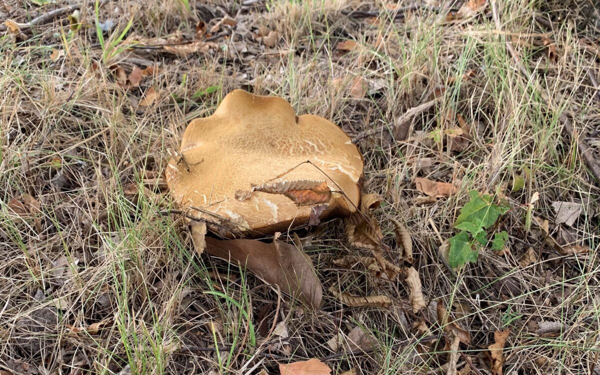 Pilz Symbolbild Pilz Symbolbild