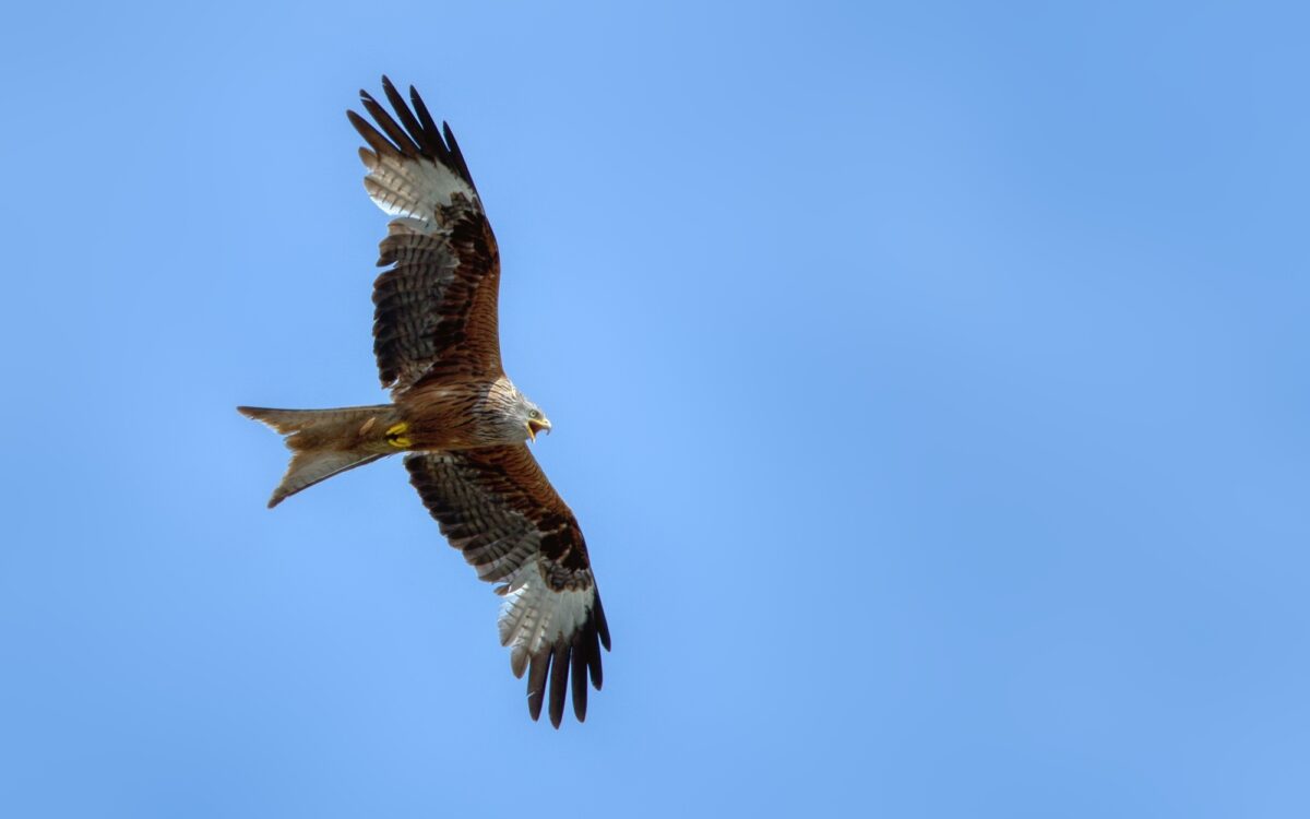 Roter Milan Greifvogel Roter Milan Greifvogel