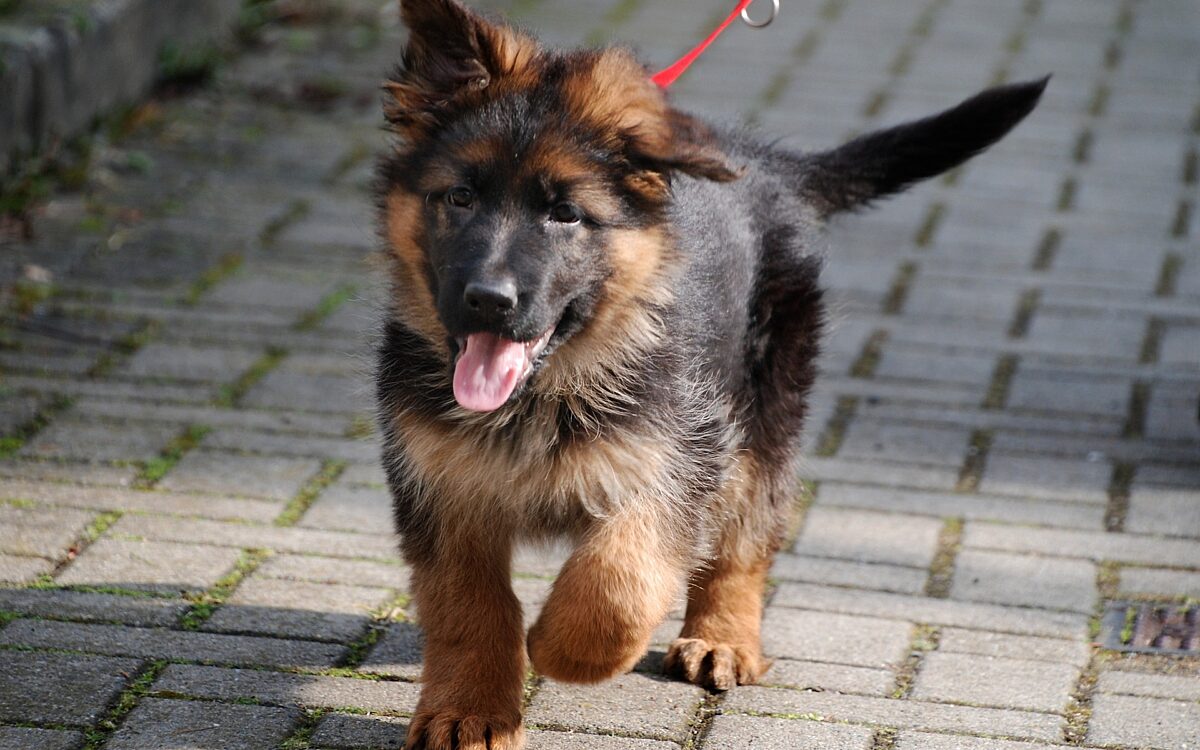 Schaeferhund Hundehalter Gassi gehen Schaeferhund Hundehalter Gassi gehen