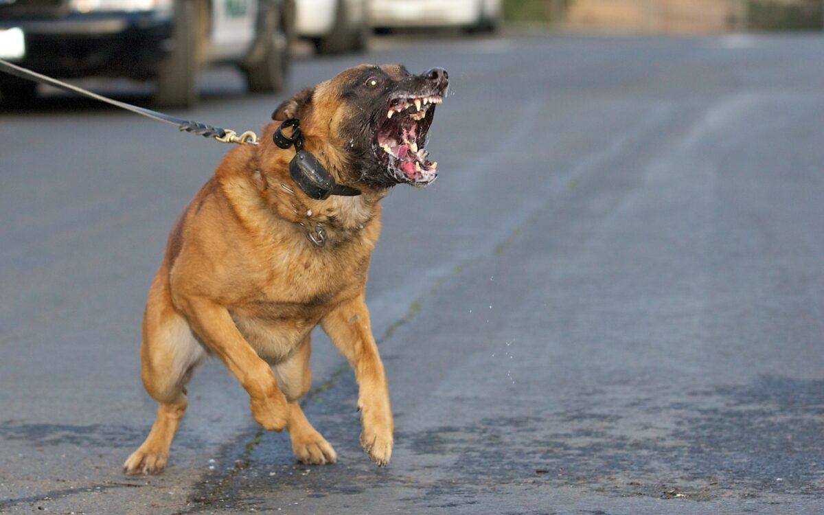 Schmuckbild Kampfhund Schmuckbild Kampfhund