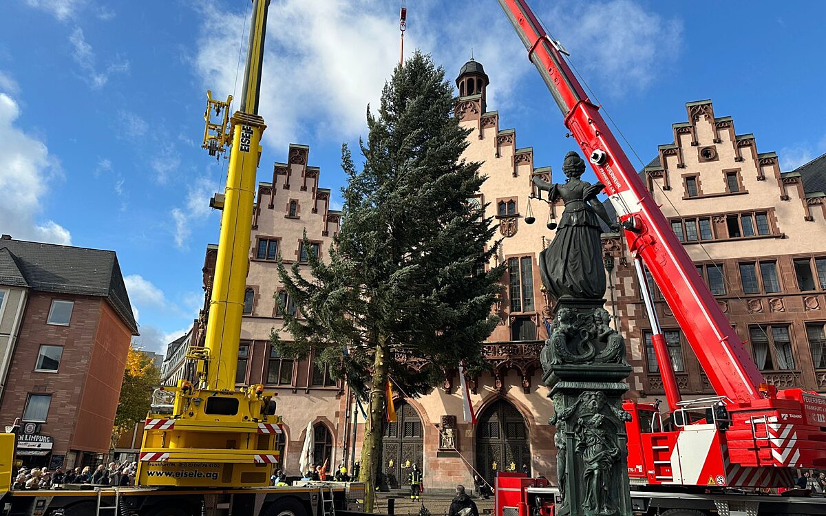 Schoellkrippen Baum Frankfurt 1