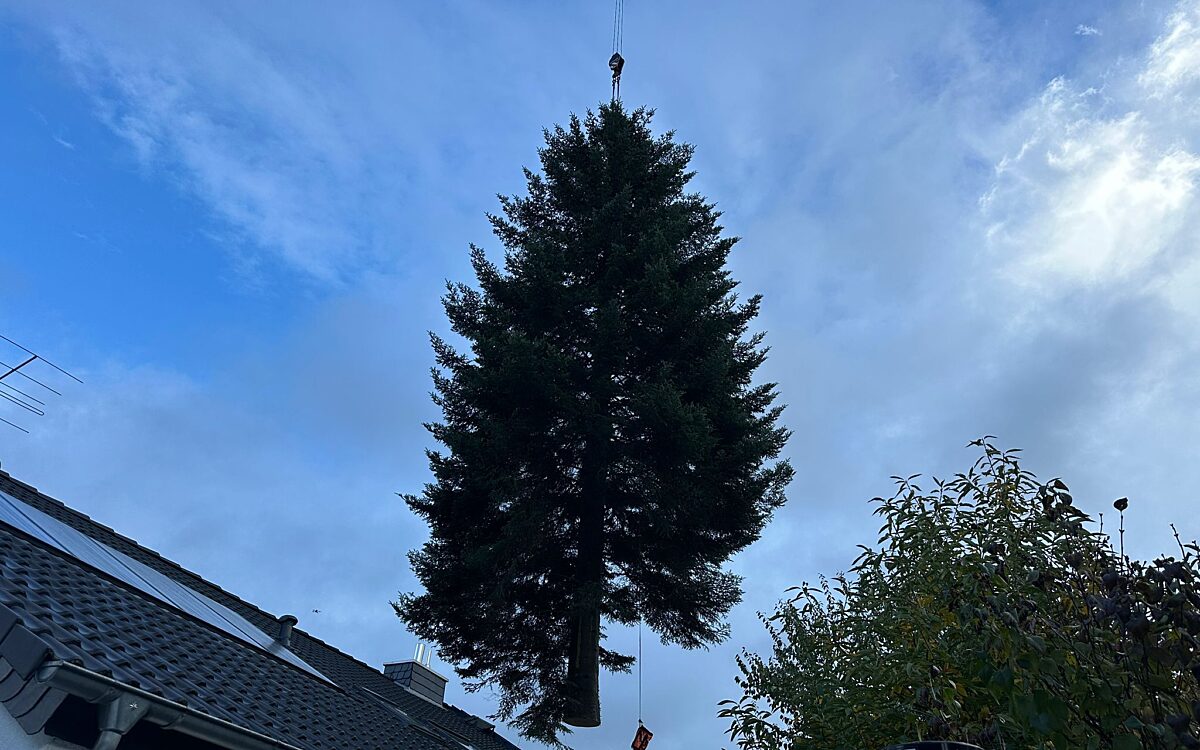 Schoellkrippen Weihnachtsbaum