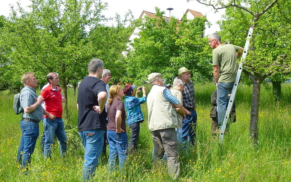 Sommerschnitt Sommerschnitt