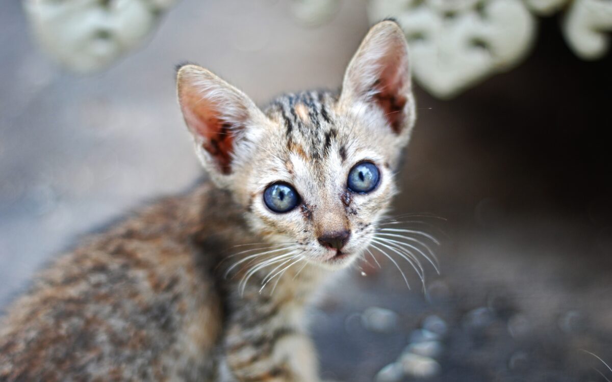 Streuner Katze