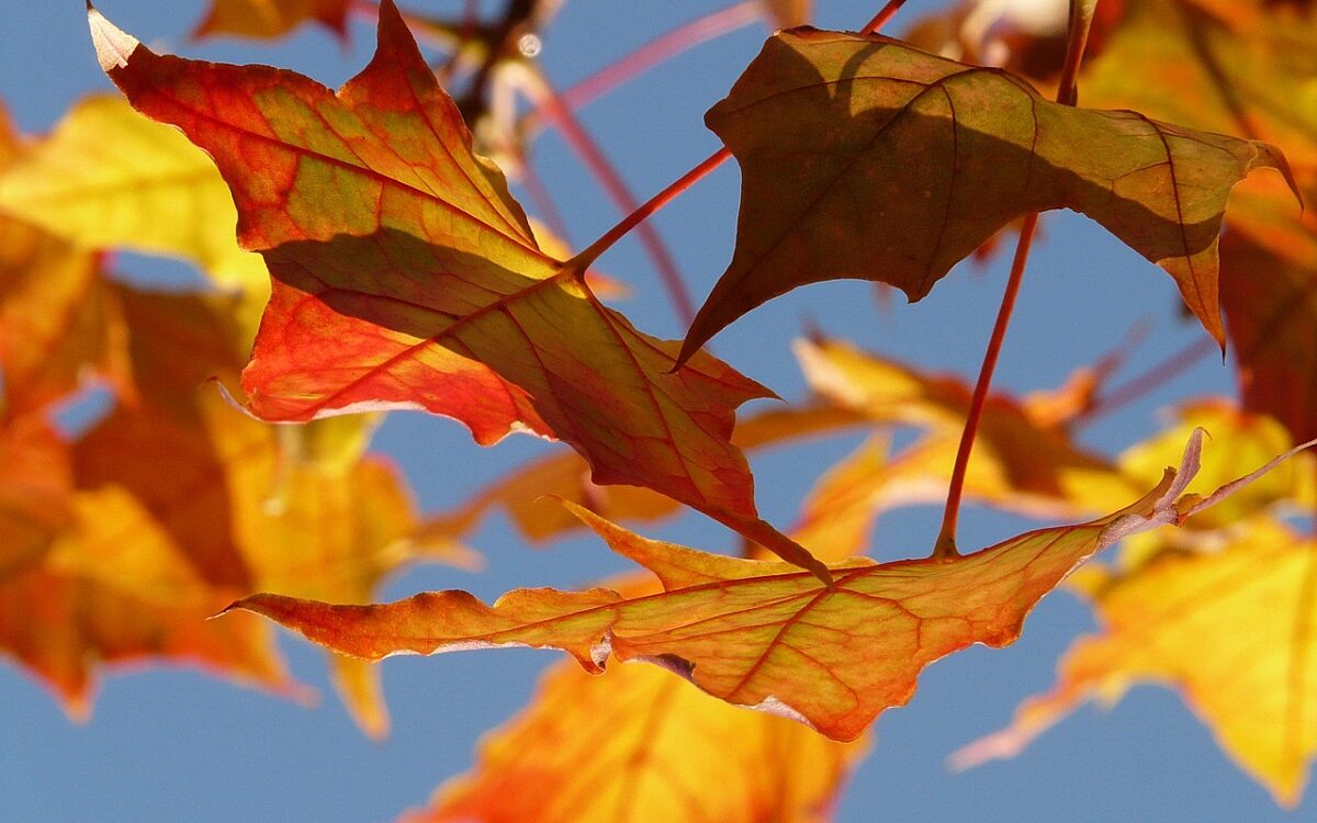 Symbolbild Ahorn Baum