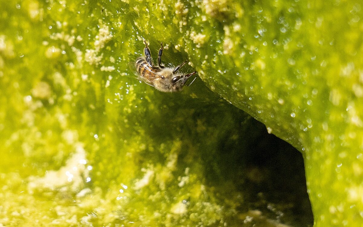 Symbolbild Algen Symbolbild Algen